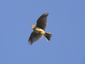 Eurasian skylark (Alauda arvensis) singing in flight against a blue sky in the breeding season,
