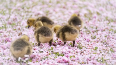 Canada goose chicks (Branta canadensis) five running through a meadow covered with pink cherry