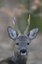 Roebuck (Capreolus capreolus) in springWittlich, Rhineland-Palatinate, Germany, Europe