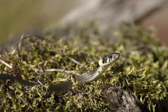 Grass snake on moss cushion, Austria, Upper Austria, Europe