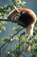 Red panda (Ailurus fulgens), cat bear