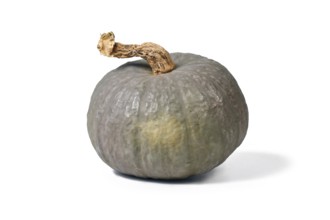 Winter squash called 'Blue Kuri' with blue-gray skin on white background