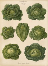 Vegetables, cabbage, savoy cabbage, after Ernst Samuel Benary (10 November 1819, 19 February 1893),