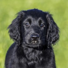 Black flat-coated retriever, cute 9-week-old puppy standing in field, gundog, hunting dog breed
