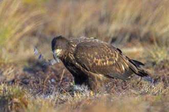 White-tailed eagle, Eurasian sea eagle, erne (Haliaeetus albicilla) juvenile eating from dead hare