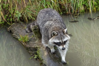 Common raccoon, North American racoon (Procyon lotor) crossing stream, rivulet over fallen tree