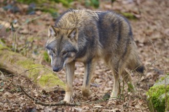 Wolf (Canis lupus), a wolf running through the forest, Germany, Europe