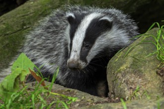 European badger (Meles meles) four months old cub emerging from badger sett under fallen tree trunk