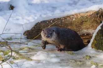 On a sunny day, an otter (Lutra lutra) leaves the river through a hole in the ice hidden under the