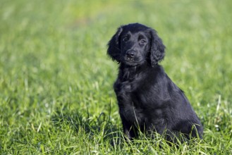 Black flat-coated retriever, cute 9-week-old puppy sitting in field, gundog, hunting dog breed