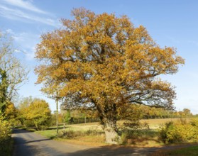 Large mature oak tree, Quercus Robur, orange autumnal leaf, Boulge, Suffolk, England, UK