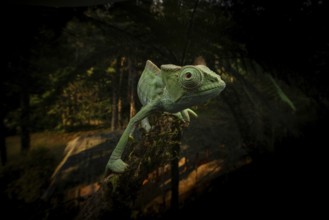 Subspecies of the Parson's chameleon (Calumma parsonii parsonii cristifer) in the rainforests of