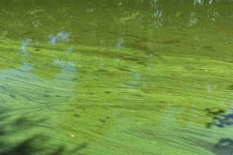 Sample of algae in the castle pond Großkmehlen, Ortrand, Brandenburg, Germany, Europe