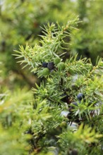 Close-up of green and blue juniper cones, Lüneburg Heath, Lower Saxony, Germany, Europe