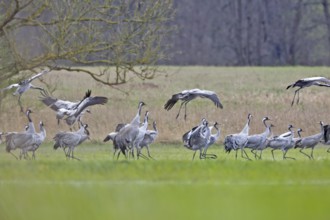 Crane (Grus grus), flock landing in a meadow during migration, a group of cranes in a meadow, some