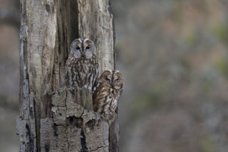 Pair of tawny owls (Strix aluco) in a tree trunk, Wittlich, Germany, Europe