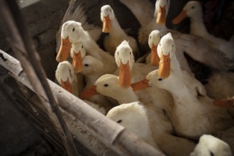 Ducks ready for slaughter at the duck breeding station Jiang Su Xiang Gui Breeding Co. Ltd, Xiang
