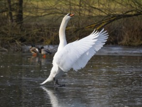 Mute Swan (Cygnus olor), male bird, standing on a frozen lake in its breeding territory, flapping