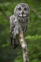 Great grey owl (Strix nebulosa), Parc Animalier de Sainte-Croix, Natural Park, near Rhodes,