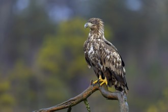 White-tailed eagle, Eurasian sea eagle, erne (Haliaeetus albicilla) juvenile perched in tree in