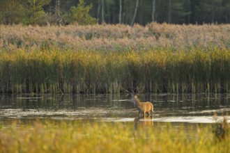 Red deer in a pond, Upper Lusatian Heath and Pond Landscape Biosphere Reserve, Red deer, Cervus