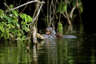 Giant Otter (pteronura brasiliensis), Mother with Pup in The Madre De Dios River, Manu Reserve in