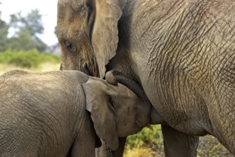 African Elephant (loxodonta africana), Mother and Calf suckling, Masai Mara Park in Kenya