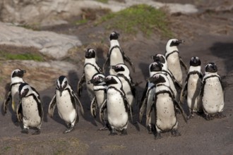 JACKASS PENGUIN OR AFRICAN PENGUIN (spheniscus demersus), GROUP WALKING TO SHORE, BETTY'S BAY IN