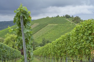 Vineyard Untertürkheimer Mönchberg, Untertürkheim, Stuttgart, Baden-Württemberg, Germany, Europe