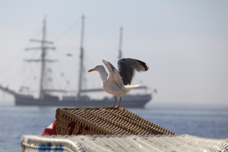 Seagull taking off