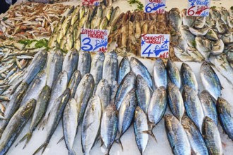 Tuna and other fish for sale at a market