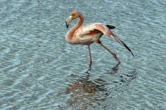 Caribbean, Bonaire, greater flamingo (Phoenicopterus roseus), ABC Islands
