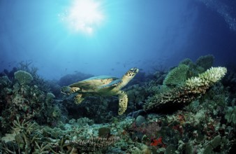 Hawksbill sea turtle over coral reef, Hawksbill Turtle over Coral Reef, Eretmochelys imbricata, sea