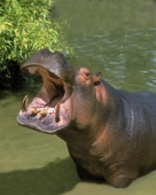 Hippopotamus (hippopotamus amphibius), Adult Yawning, with Open Mouth