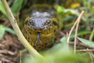 Yellow anaconda (Eunectes notaeus), also known as Paraguay anaconda or southern anaconda, boa