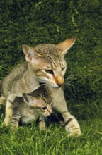 Oriental domestic cat, female with kittens on grass