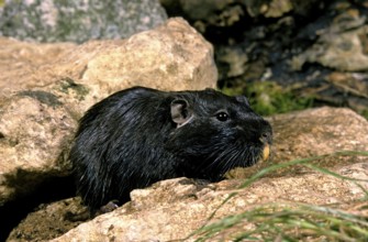 Coruro (spalacopus cyanus) Rat, Adult on Rock