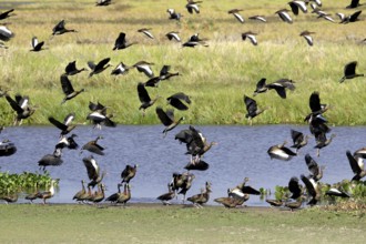 White-Faced Whistling Duck (dendrocygna viduata) and Red-Billed Whistling Duck, dendrocygna