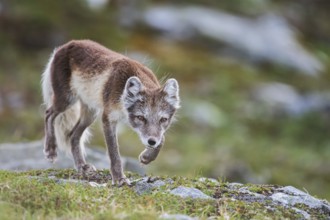 Arctic fox fawn on the prowl