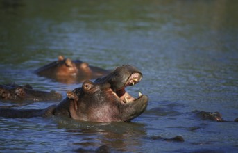 Hippopotamus (hippopotamus amphibius), Adult yawning in Mara River, Masai Mara Park in Kenya
