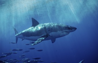 Great white shark, Carcharodon carcharias, USA, California, Pacific Ocean, Farallon Islands, San