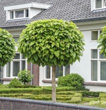 Ball trumpet tree (Catalpa bignonioides 'Nana'), Cuijk, Noord-Brabant, Netherlands