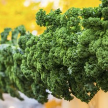 Oldenburg Kale