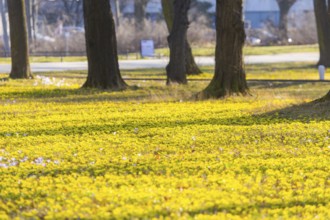 Blooming crocuses and winter aconites on the meadows in the Baroque Park Großer Garten, Dresden,