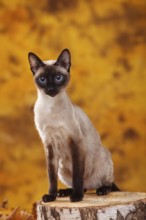 Siamese cat (old type), seal-point, Thai cat, Siamesin