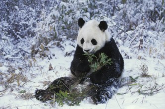 Giant Panda (ailuropoda melanoleuca), Adult sitting on Snow, Eating Bamboo, Wolong Reserve in China