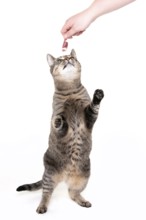 Domestic cat, tabby, gets treats, raw feeding, BARF, barf, raw food, chicken heart
