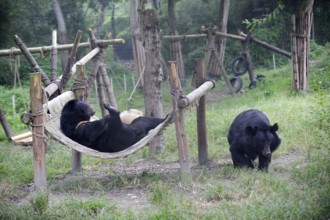 Asian black bears (Ursus thibetanus), Animal Asia Foundation sanctuary, Chengdu, Sichuan