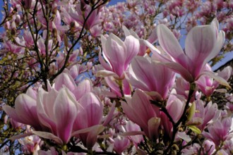 Tulip magnolia (Magnolia soulangeana) flowers, garden, Grebenstein, Hesse
