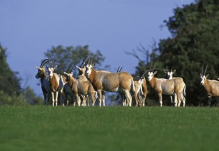 Scimitar Horned Oryx (oryx dammah), Herd, This Specy is now Extinct in the Wild